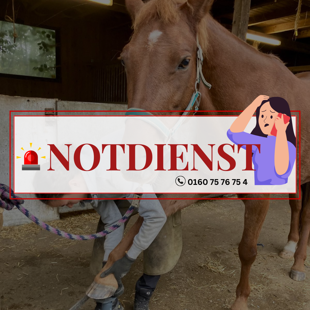 Notdienst Hufschmied, Hufpflege