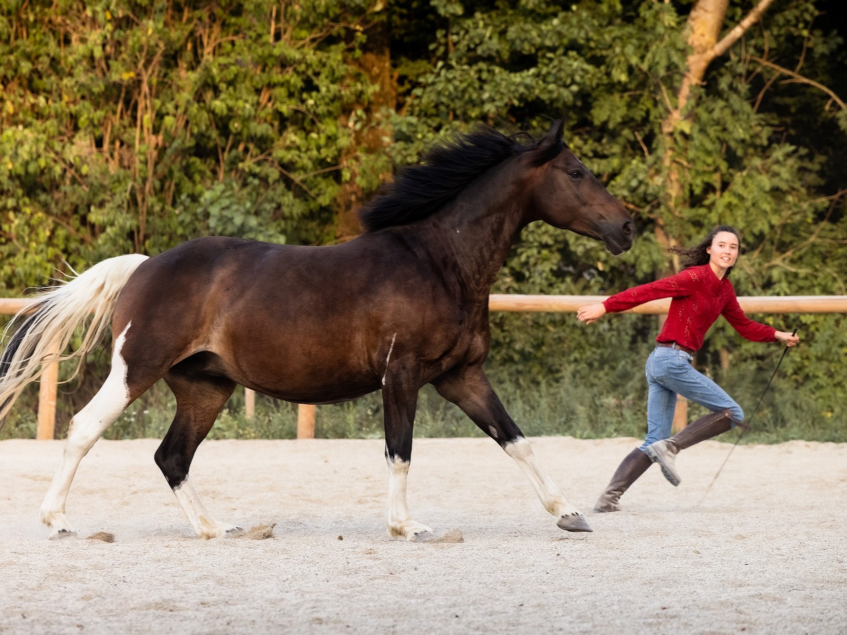 Freiarbeit mit Pferd